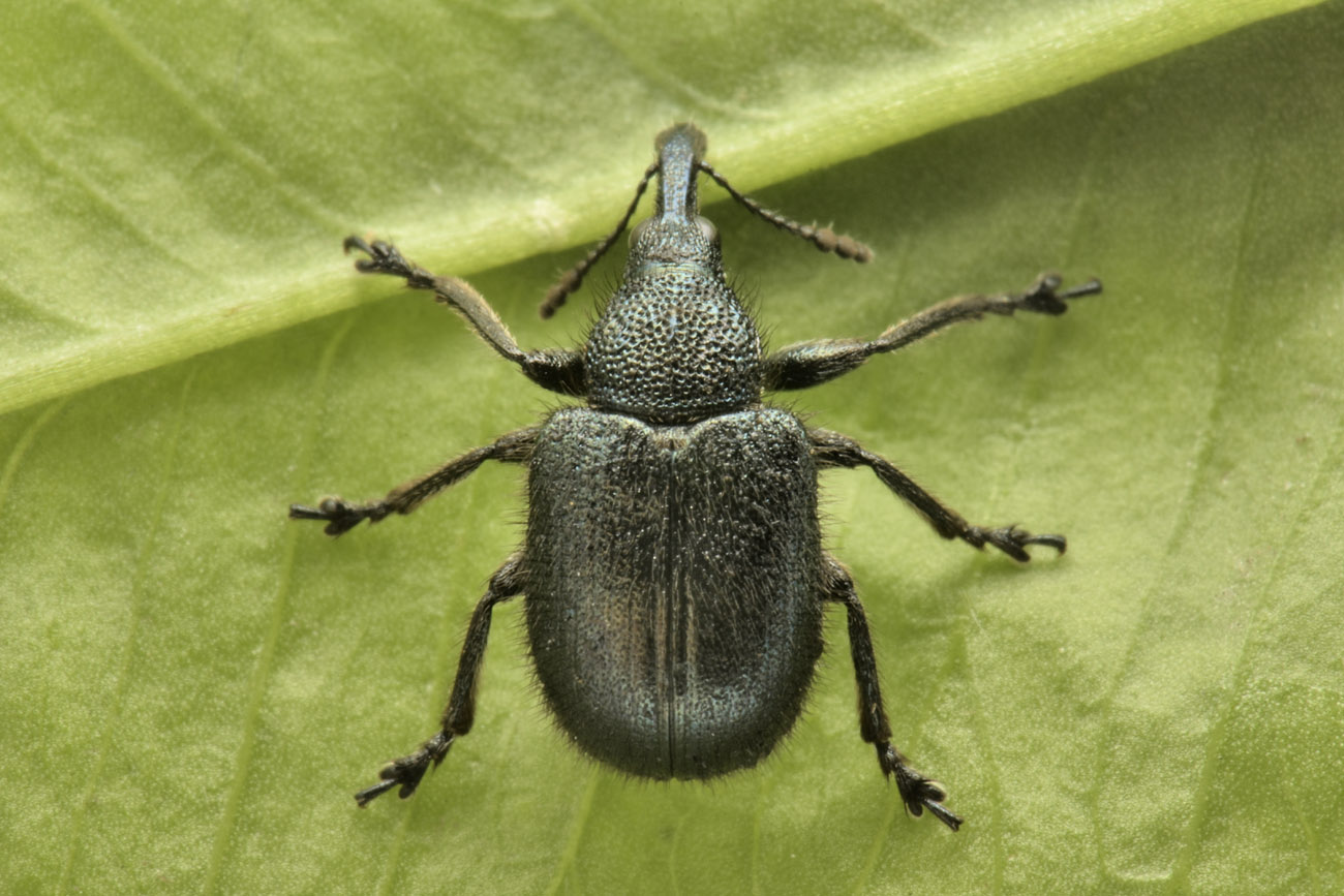 Rhynchitidae: Involvulus sp? Sì, Involvulus pubescens